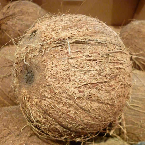 Rund um die Kokosnuss
